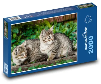 Produktbild von martinpuzzle - Puzzle 2000 Teile - Katzen - Kätzchen