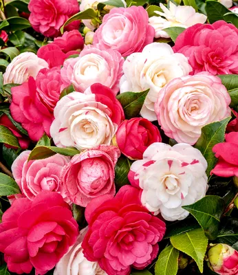 Produktbild von BALDUR Garten 1x Freiland-Kamelie Festival Tricolor, Pflanze im 15 cm-Topf, mehrfarbig blühend, winterhart, Wasserbedarf gering, für Standort im Schatten geeignet, blühend, Camellia japonica