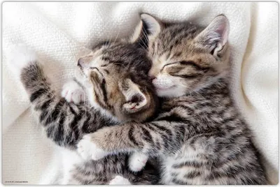 Produktbild von Schreibtischunterlage für Kinder - abwaschbar – schmusende Katzen Babys – 60 x 40 cm – aus hochwertigem Vinyl -  Germany - Jungs & Mädchen