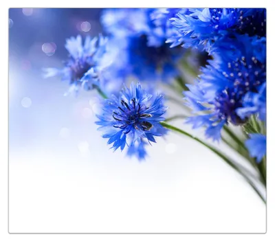 Produktbild von Spritzschutz Herdabdeckplatte Schneidebrett aus Glas Kornblumen 1-Teilig (60x52cm)