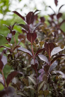 Image de Weigelia 'Purpurea' Weigela florida 'Purpurea' C 80-100