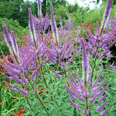 Immagine prodotto di 6 x Veronica a candelabro  - Veronicastrum virginicum 'Fascination'  | Vaso 9 cm x 9 cm