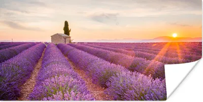 Produktbild von MuchoWow® Poster Lavendel - Sonnenuntergang - Blumen - Lila 40x20 cm - Poster für die Wand - Poster Schlafzimmer