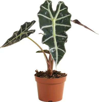 Image de Bloomique - Alocasia Polly - Plante squelette - Plante d'intérieur - Purificateur d'air - Hauteur 30-40 cm - Pot de 12 cm