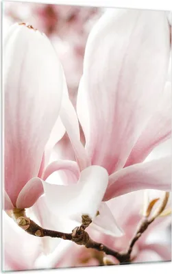 Produktbild von Bilder auf glas - Einteilig - Zweig Magnolie Blume - 50x70cm - Glasbilder - Wandbilder - Bilder - zum Aufhängen bereit - Wanddekoration aus Glas - Glas Bilder - Wandbild auf Glas - GPA50x70-4538