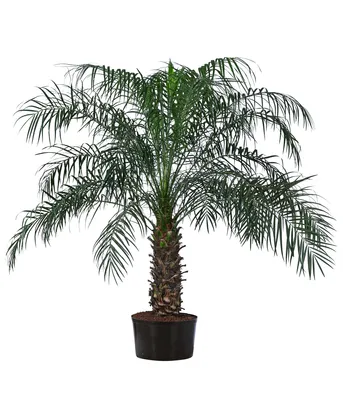 Produktbild von Dehner Zwergdattelpalme, Phoenix roebelenii, in Hydrokultur, ca. 120 cm, Ø Topf 32 cm, Zimmerpalme