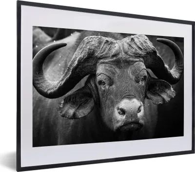 Produktbild von MuchoWow® MuchoWow® Gerahmtes Poster Tierprofil Kaffernbüffel in Schwarz und Weiß 40x30 cm - Poster mit zchwarzem Bilderrahmen - Bilderrahmen - Poster im Rahmen