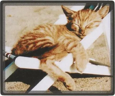 Produktbild von Mousepad Mauspad - Katze schlafend im Liegestuhl - 22601 Gr. ca. 24 x 20cm