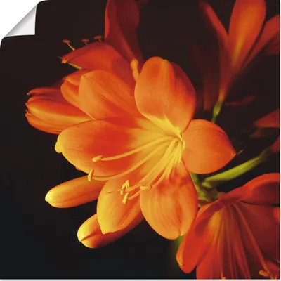 Produktbild von ARTland Poster Clivie in leuchtendem Orange Größe: 30x30 cm