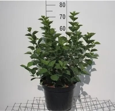 Obrázok produktu pre Philadelphus coronarius - Záhradný jazmín 60- 80 cm - Kontajner
