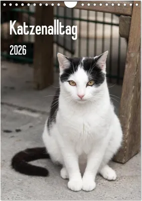 Produktbild von Katzenalltag 2026 (Wandkalender 2026 DIN A4 hoch), CALVENDO Monatskalender
