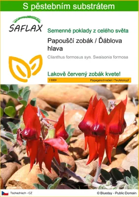 Obrázek produktu pro SAFLAX - Papouščí zobák / Ďáblova hlava - Clianthus formosus syn. Swaisonia formosa - 20 Semena - S pěstebním substrátem bez klíčků