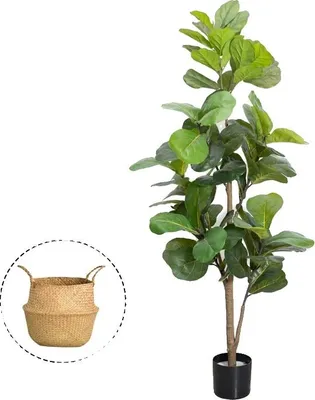 Produktbild von Geigenfeige, Elegante Wohnkultur, Pflegeleichtes Design, 5FT-150 cm