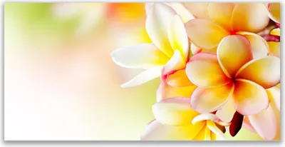 Produktbild von Glasbilder 140x70 Wandbild Druck auf Glas Blumen Pflanzen