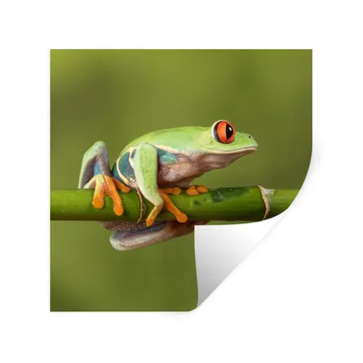 Produktbild von MuchoWow® Wandtattoo Wandsticker Wandaufkleber Rotäugiger Quecksilberfrosch auf Bambus 80x80 cm Selbstklebend und Repositionierbar - Wierderverwendbar - Selbstklebend