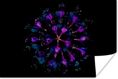 Produktbild von MuchoWow® Poster Blume - Lila - Blau - Makro - Schwarz 180x120 cm - Fotoplakat