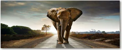 Produktbild von Tulup® Glas-Bild Wandbild aus Glas - 125x50 - Wandkunst - Wandbild hinter gehärtetem Sicherheitsglas - Dekorative Wand für Küche & Wohnzimmer  - Tiere - Elefant - Braun