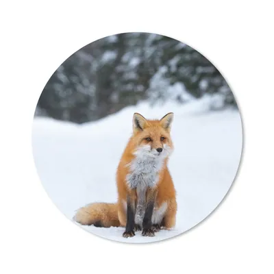 Produktbild von MuchoWow® Mauspad Mousepad Fuchs - Schnee - Wald 20x20 cm - Mousepads - Maus Mat - Pad - Mausunterlage - Schreibtischmatte