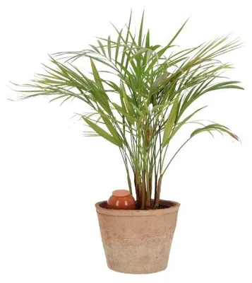 Image de Olla pour arroser ses plantes d'intérieur