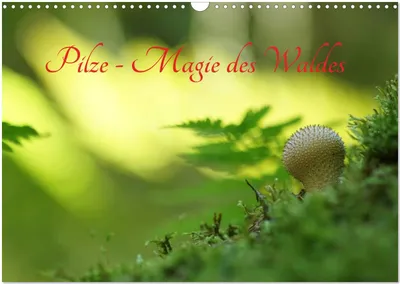 Produktbild von Pilze - Magie des Waldes (Wandkalender 2025 DIN A3 quer), CALVENDO Monatskalender