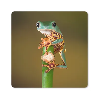 Produktbild von MuchoWow® Mauspad Mousepad Frosch auf grüner Pflanze, Nahaufnahme 20x20 cm - Mousepads - Maus Mat - Pad - Mausunterlage - Desk Mat - Bureauartikeln