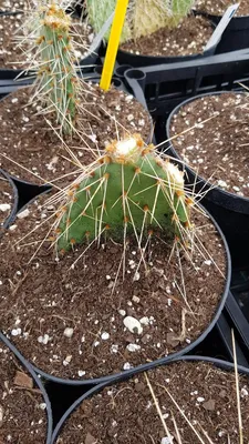 Image de Opuntia phaeacantha ‘Arenacea’ "2"