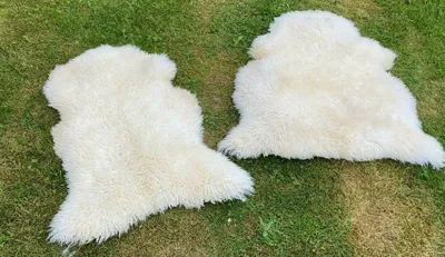 Image de VERITABLE NOUVELLE ZELANDE D'AGNEAU CURLY MOUTON DOUCE LAINE LONGUE BLANCHE NOUVEAU 130-140 cm x 70-90 cm