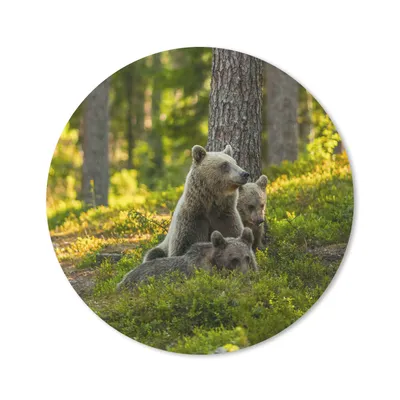 Produktbild von MuchoWow® Mauspad Mousepad Bär - Braun - Wald 40x40 cm - Mousepads - Maus Mat - Pad - Mausunterlage - Schreibtisch Accessoires