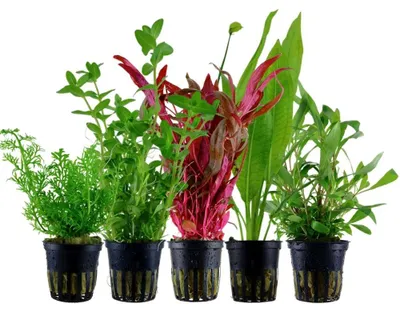Produktbild von Pflanzen Set mit 5 Hintergrund Topf Aquarium Wasserpflanzen AquaOne Nr.207