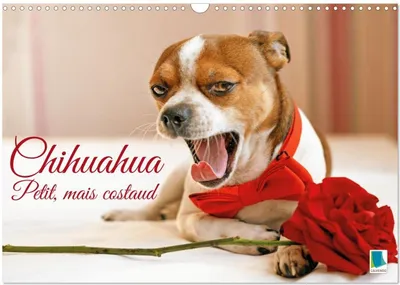 Produktbild von Chihuahua: Klein, aber robust (Wandkalender 2027, DIN A3, Hochformat), CALVENDO Monatskalender