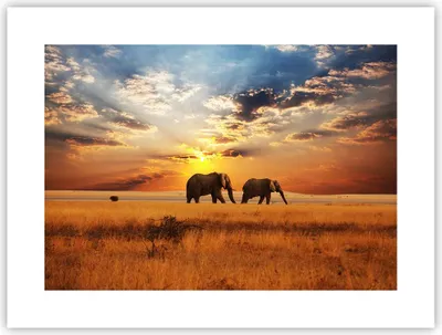 Produktbild von Poster - Poster ohne Rahmen - Elefanten Safari Dschungel Busch - 40x30 cm - Wand Bild - Wanddeko - Wandbilder - Kunstposter - Wandposter - Bilder - Kunstdruck - Wandbild - P2XAA40x30-3150