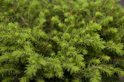 Produktbild von Picea abies 'Echiniformis', Fichte, kompakt, 40–50 cm