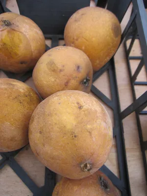 Produktbild von Pyrus communis Rote Einmachbirne - Rote Einmachbirne