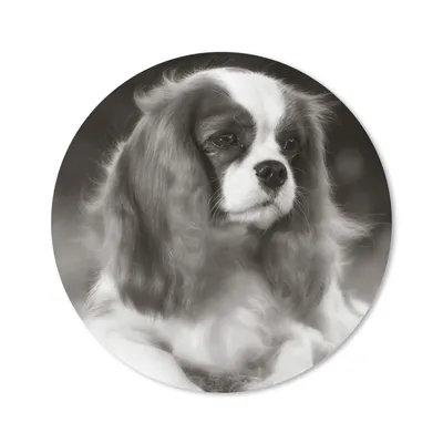 Produktbild von MuchoWow® Mauspad Mousepad Schwarz-Weiß-Foto eines Cavalier King Charles Spaniels 20x20 cm - Mousepads - Maus Mat - Pad - Mausunterlage - Schreibtischmatte