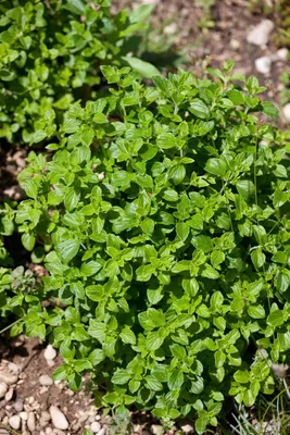 Produktbild von Calamintha nepeta 'Triumphator', Bergminze, ca. 9x9 cm Topf