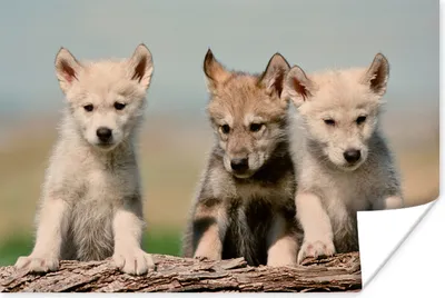 Produktbild von MuchoWow® Poster Wolf - Kind - Holz 60x40 cm - Schlafzimmerdekoration