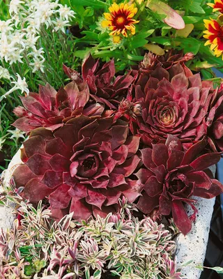 Produktbild von Sempervivum tectorum 'Othello', Hauswurz, ca. 9x9 cm Topf
