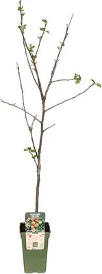 Obrázok produktu pre Jabloň Jonagold – zimné jablko, Malus domestica, priemer 19 cm, výška 60 cm, ovocný strom, dekorácia