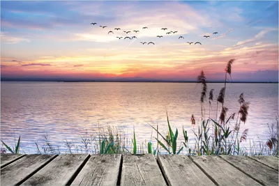 Produktbild von Wallario Poster - Seepanorama mit Schilf und fliegenden Vögeln, Kunstdruck Größe: 100 x 150 cm