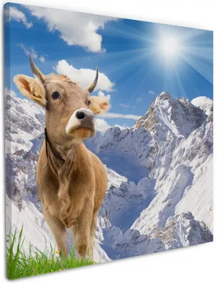 Produktbild von Wallario Premium Leinwandbild Kuh im Sonnenschein in den Alpen in Größe 50 x 50 cm