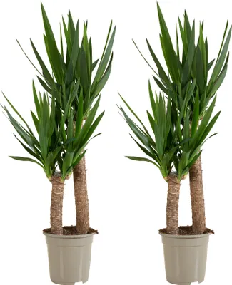 Produktbild von Bloomique - 2er Set - Yucca Elephantipes - Yucca Palme - Palmlilie - Zimmerpflanzen - Pflegeleicht - Luftreinigend - Höhe 80-100 cm - Topf 21 cm