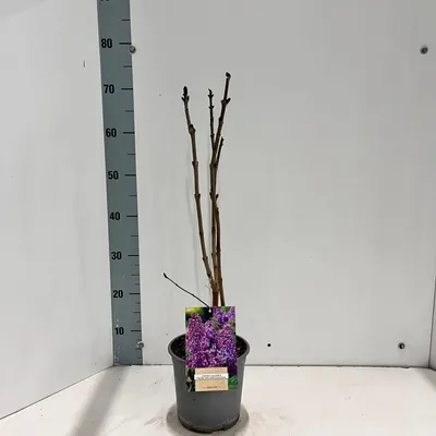 Obrázok produktu pre Syringa vulgaris 'Ruhm von Horstenstein' – šľachtenský orgován | 40–45 cm v črepníku
