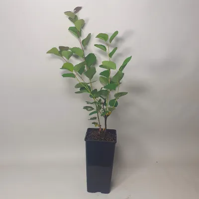 Obrázek produktu pro Rock pear Smoky 2L