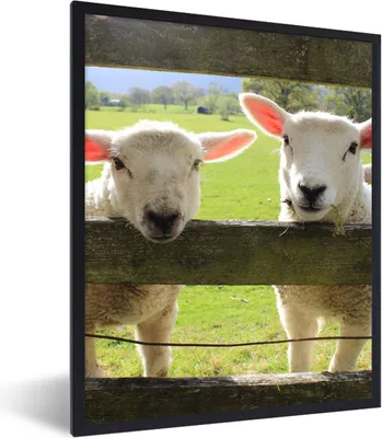 Produktbild von MuchoWow® Gerahmtes Poster Schafe - Tiere - Bauernhof 60x80 cm - Poster mit Schwarzem Bilderrahmen Wandposter Rahmen Foto Bilder - Premium - Wanddeko Wohnzimmer