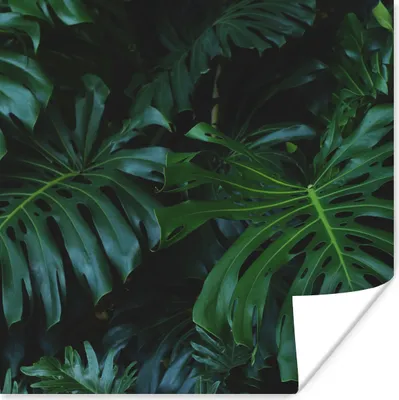 Produktbild von MuchoWow® Poster Monstera - Blätter - Tropisch - Dschungel 75x75 cm - Wand Dekoration