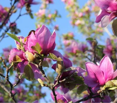 Produktbild von Dehner Tulpen-Magnolie Genie®, purpurfarbene Blüten, ca. 40-50 cm, 5 l Topf, Ziergehölz