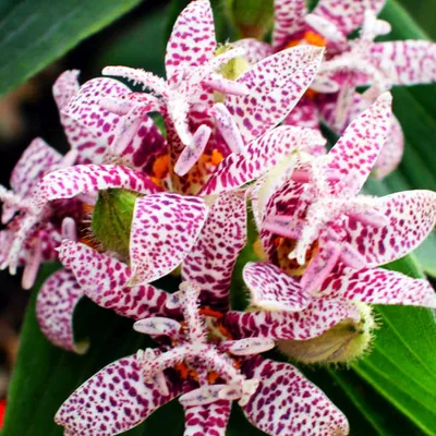 Produktbild von Krötenlilie winterhart Rhizom Tricytris Hirta Japanische Krötenlilie 1 St.