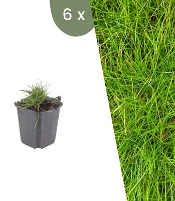 Image de Plants by Frank | 6 Plantes de fétuque | Festuca gautieri | Graminées ornementales rustiques | Vivaces | Plantes de jardin