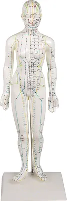 Produktbild von Akupunkturfigur weiblich 45 cm, Anatomie Modell, Anatomische Lehrmittel