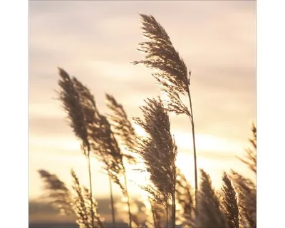 Produktbild von Glasbild Water Grass Sunset 30x30 cm